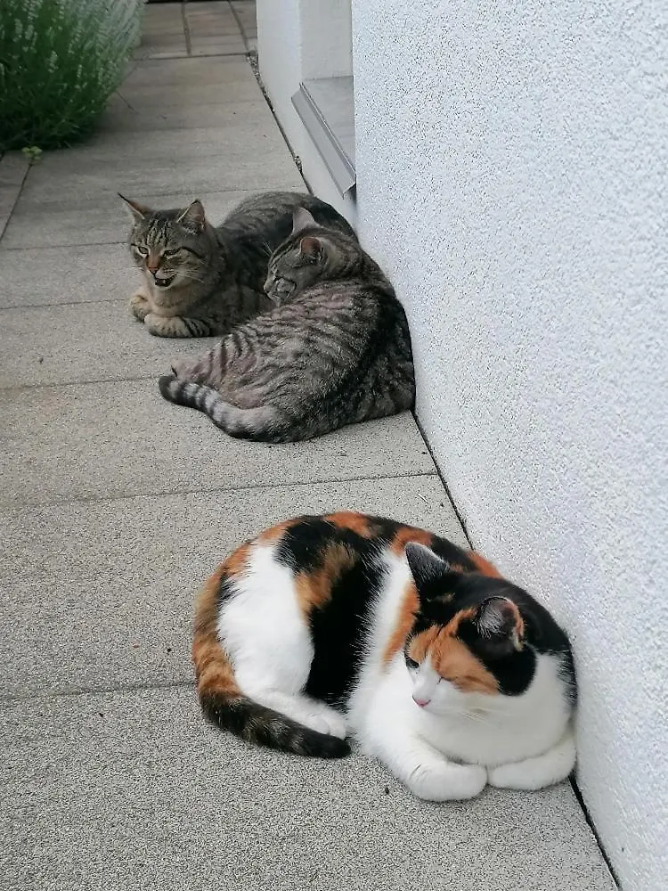 Ferienwohnung Dorfzauber Neuburg an Der Donau 0*,